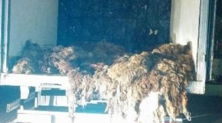 Koyun Derilerine Gizlenmiş Kaçak Sigara Ele Geçirildi