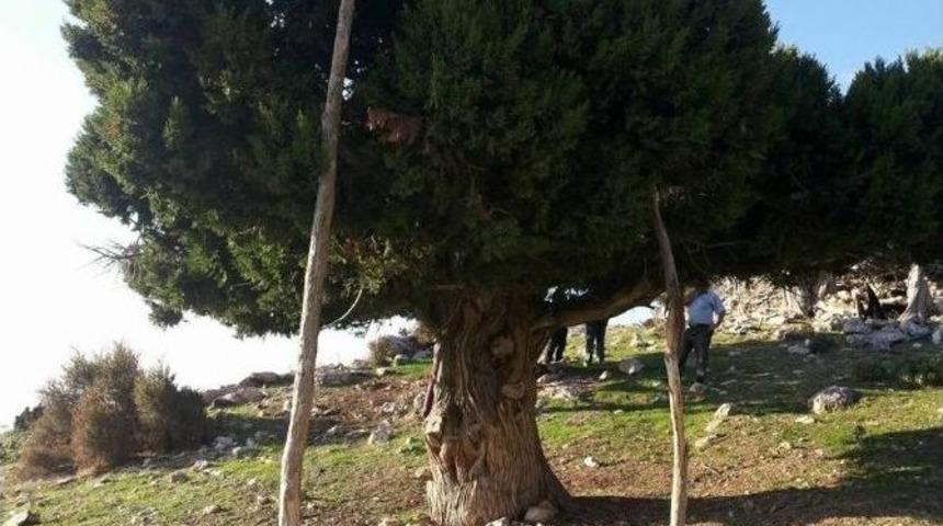 Yetiştirdiği Esrarı Ağacın Başına Depoladı