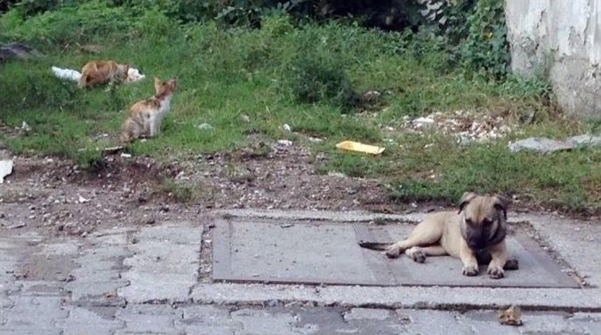 (&ouml;zel Haber) Kedi İle K&ouml;peğin İmrendiren Dostluğu