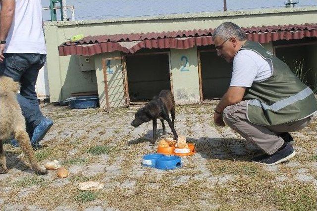 Sokak Hayvanlarına Mama Verildi