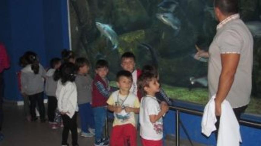 Minikler, Meraklı G&ouml;zlerle Okyanusu İncelediler