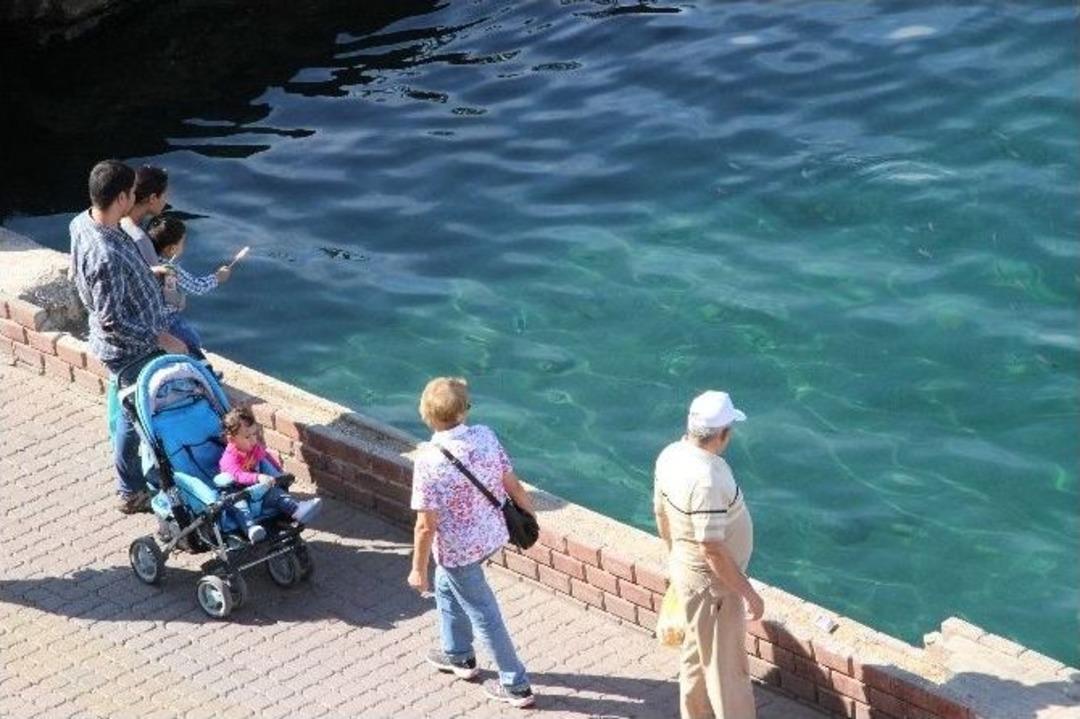 Eski Feribot İskelesi Doğal Akvaryum Oldu