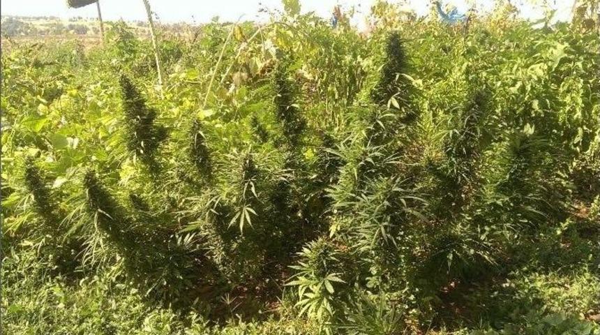 Expo&rsquo;da Diyarbakır R&uuml;zgarı Esti