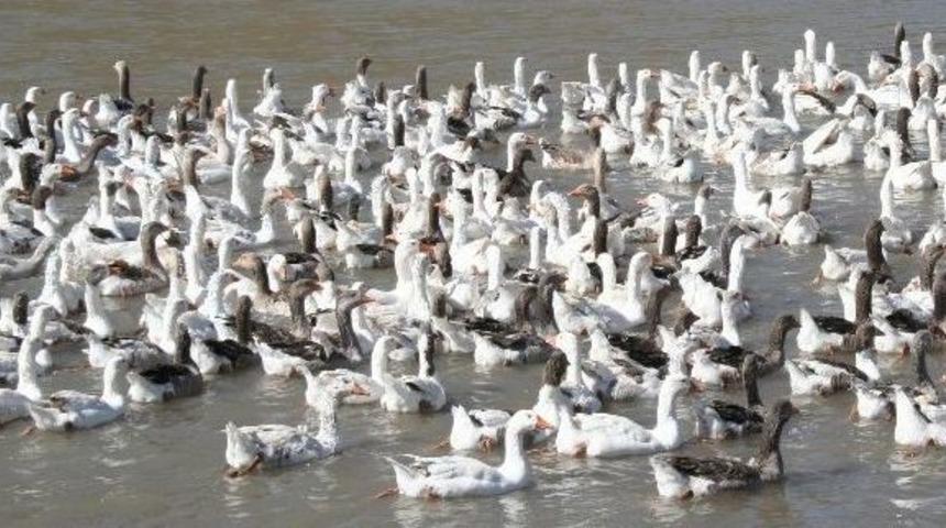 Kars&rsquo;ta Kazlar Kışa Hazır