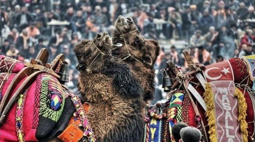 Devecilik K&uuml;lt&uuml;r&uuml;ne Bilimsel Markaj