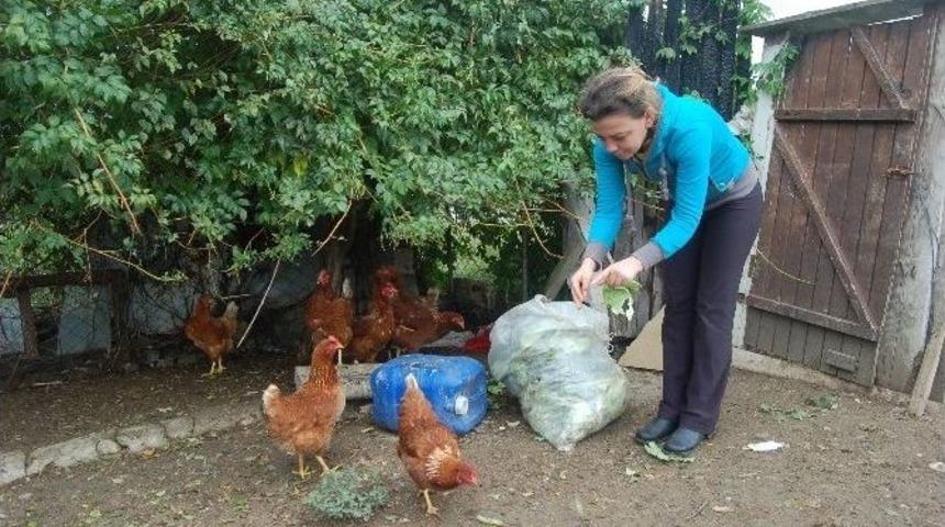 Bir Gecede 400 Tavuğu &Ccedil;alındı