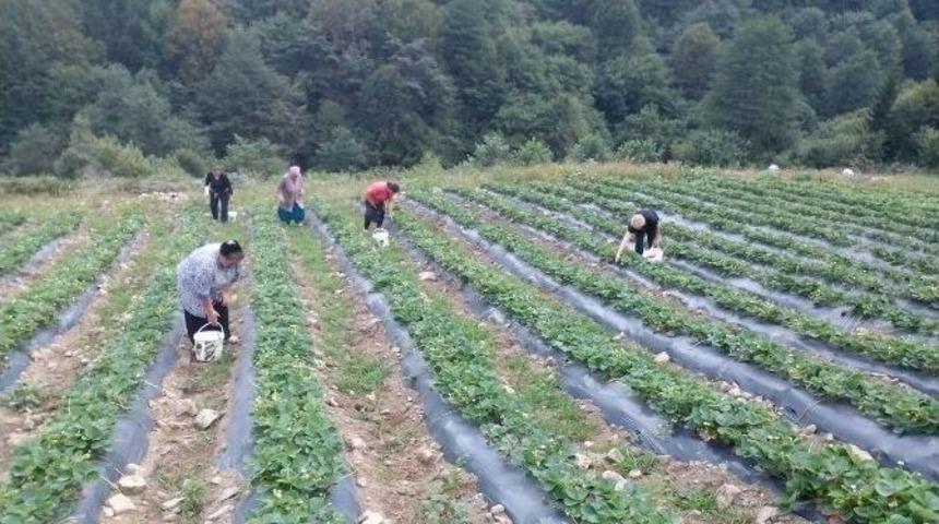 Girişimci Gen&ccedil; Kurduğu Tarladan 50 Ton &Ccedil;ilek Hedefliyor