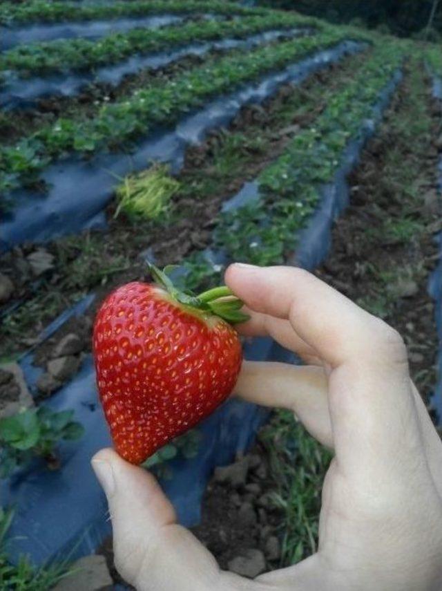 Girişimci Gen&ccedil; Kurduğu Tarladan 50 Ton &Ccedil;ilek Hedefliyor 1