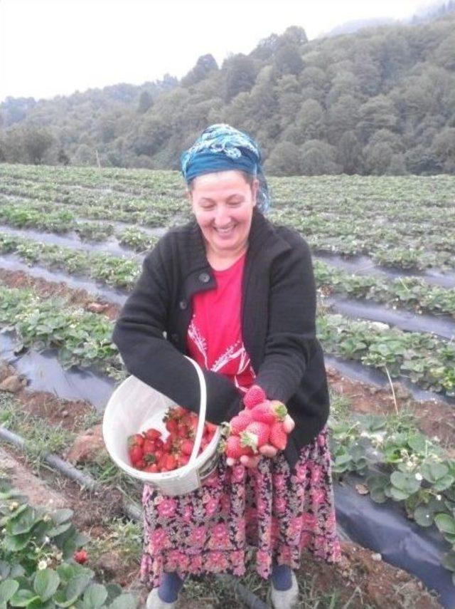 Girişimci Gen&ccedil; Kurduğu Tarladan 50 Ton &Ccedil;ilek Hedefliyor 2