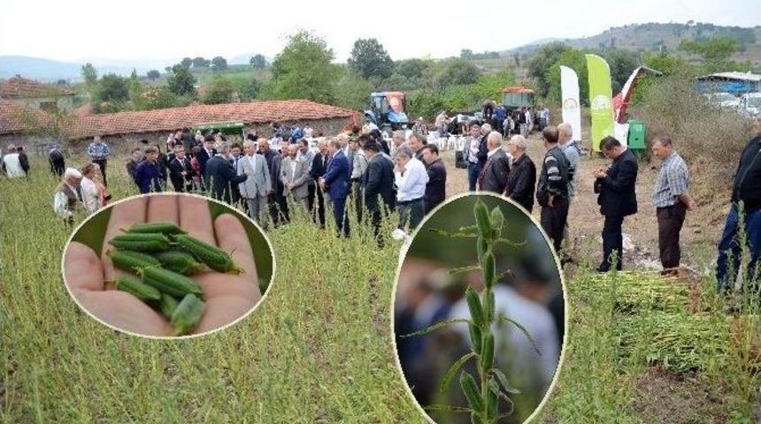 Ortaca&rsquo;da Susam Tarla G&uuml;n&uuml; D&uuml;zenlendi