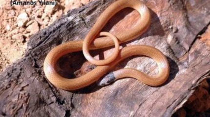 Ad&uuml; &Ouml;ğretim &Uuml;yeleri T&uuml;rkiye&rsquo;ye Endemik Yeni Bir Yılan Cinsi Tanımladı