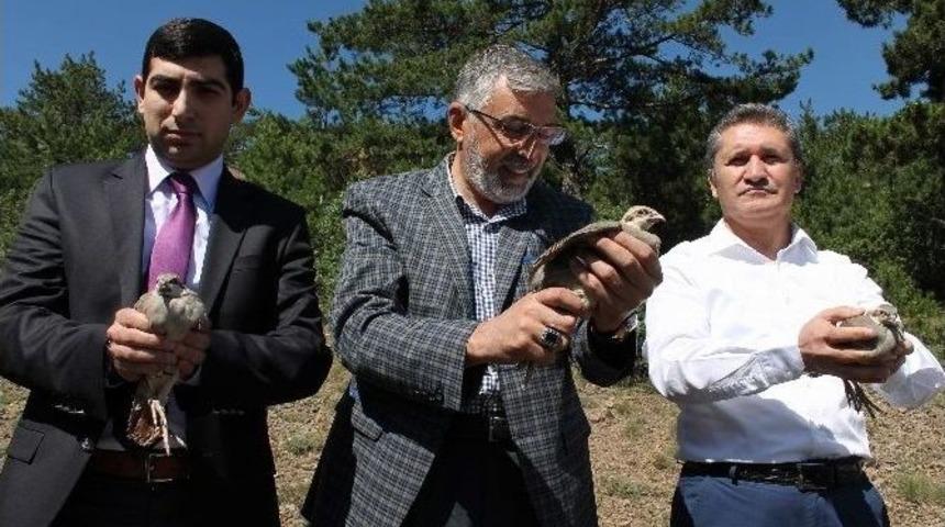İn&ouml;n&uuml;&rsquo;de Doğaya Bin Keklik Salındı