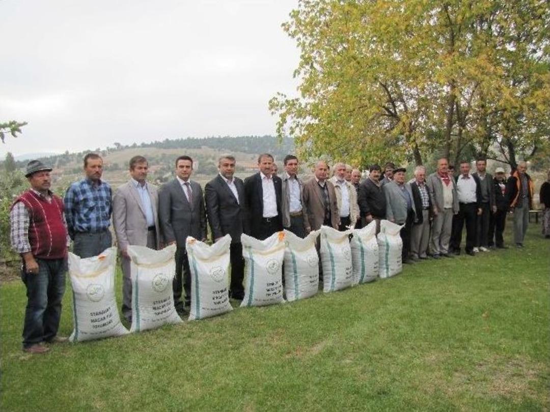 Hisarcık&rsquo;ta 34 &Ccedil;ift&ccedil;iye &Uuml;cretsiz Macar Fiği Dağıtıldı