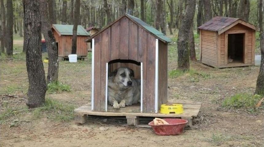 Başkan Aydın: “sokak Hayvanları Bize Birer Emanet”