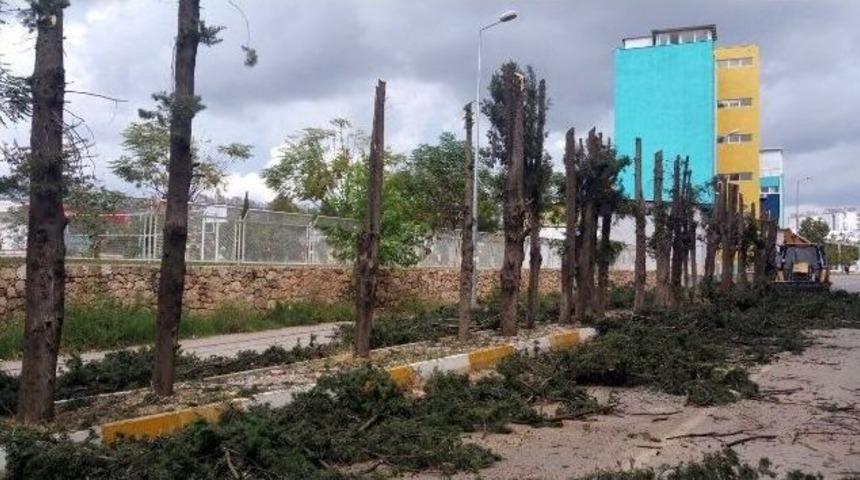 Kepez Belediyesi&rsquo;nden &rsquo;ağa&ccedil;&rsquo; A&ccedil;ıklaması