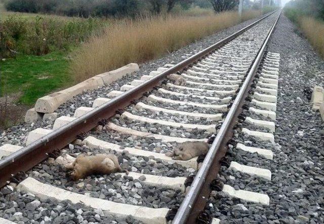 Köpek Ölümlerinin Sebebi Merak Ediliyor