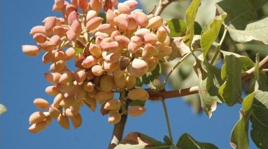 &Ccedil;inliler Siirt Fıstığına Talip