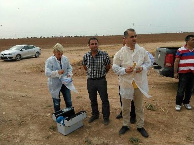 Viranşehir&rsquo;de Yavru Atma Hastalığına Karşı Harekete Ge&ccedil;ildi 1