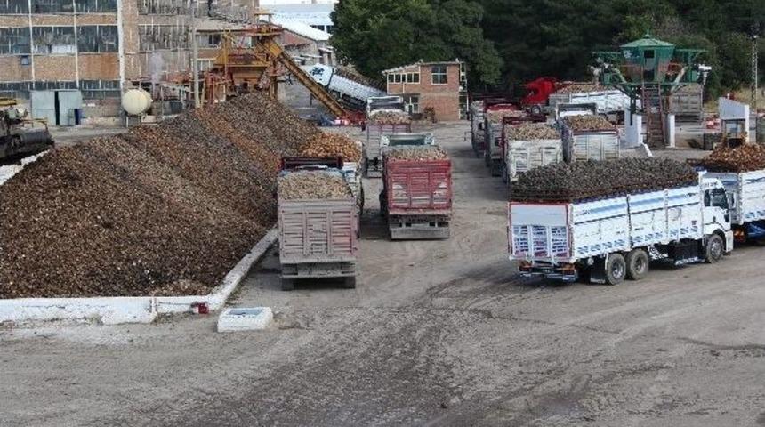 Şeker Pancarı Alım Kampanyası Başladı