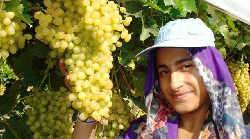 Sultaniye &Uuml;z&uuml;mlerinin Y&uuml;zde 65&rsquo;i İhra&ccedil; Ediliyor