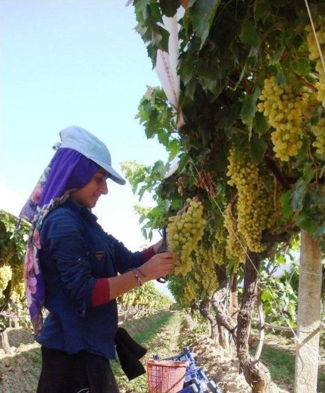 Sultaniye Üzümlerinin Yüzde 65’i İhraç Ediliyor