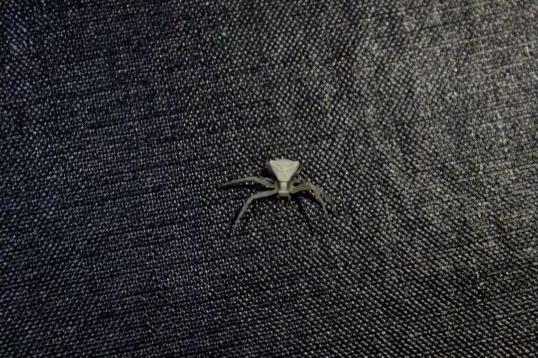 &Ccedil;anakkale&rsquo;de İnsan Y&uuml;zl&uuml; &Ouml;r&uuml;mcek Bulundu