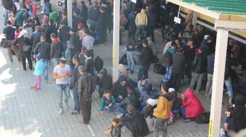 Otob&uuml;s Ağaca &Ccedil;arpınca 350 M&uuml;lteci Yakalandı