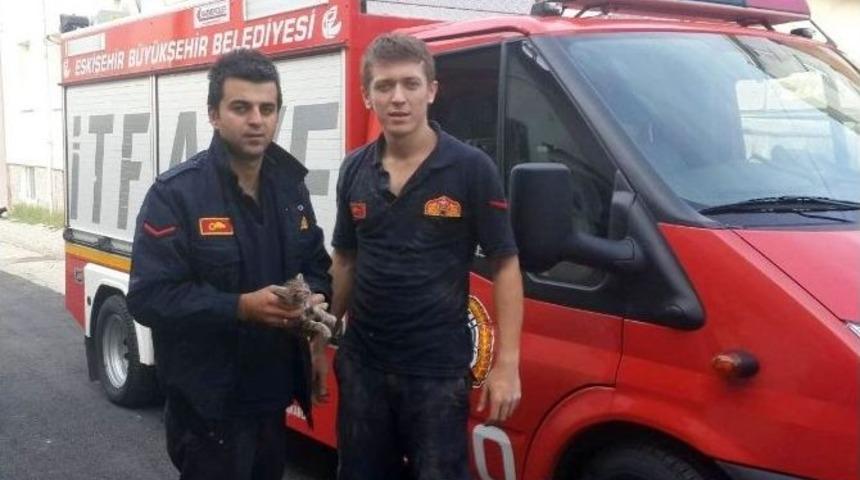 İki Yavru Kedi &Ouml;lmekten Son Anda Kurtarıldı