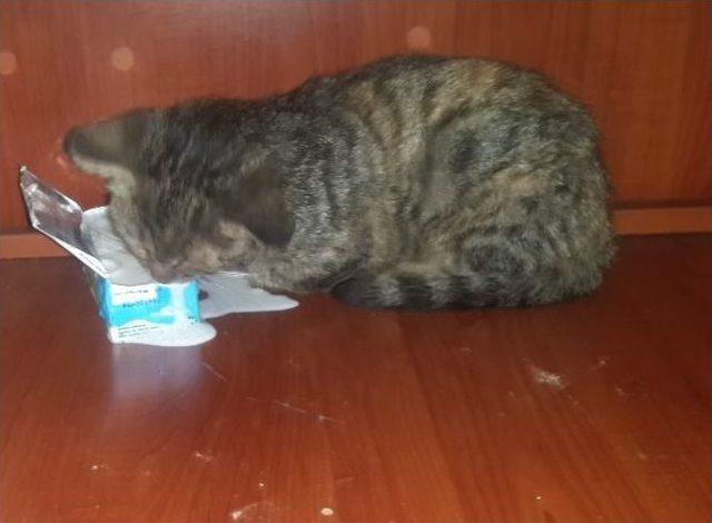 İki Yavru Kedi Ölmekten Son Anda Kurtarıldı