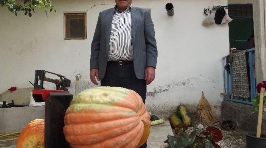 Ak&ccedil;adağ&rsquo;da 150 Kg Ağırlığında Bal Kabağı &Uuml;retildi