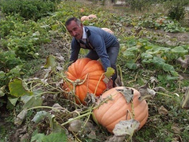 Akçadağ’da 150 Kg Ağırlığında Bal Kabağı Üretildi