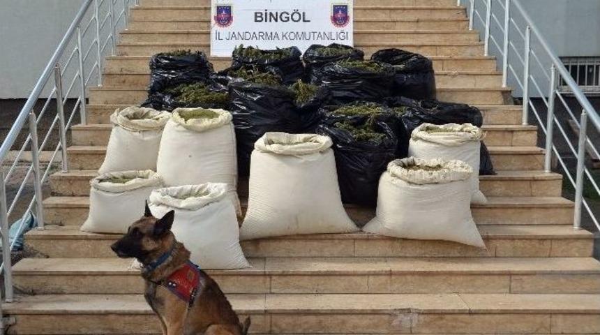 241 Kilo Esrar Yakalandı