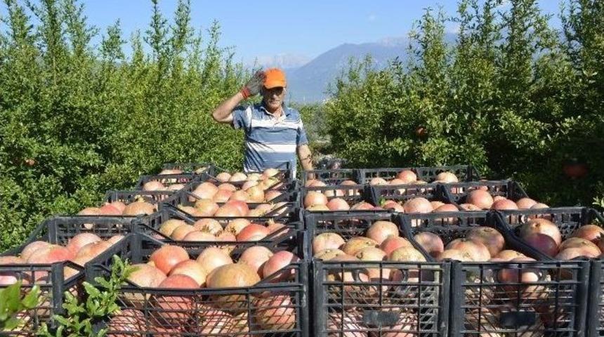 Seydikemer&rsquo;de Nar Hasatı Başladı