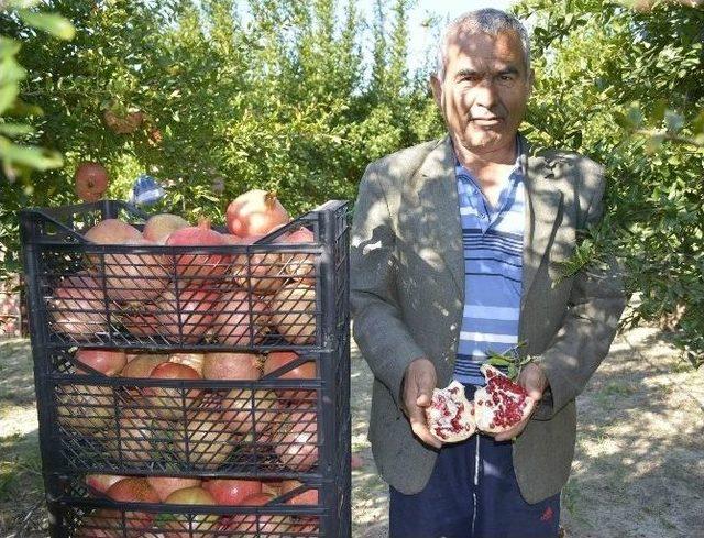 Seydikemer’de Nar Hasatı Başladı