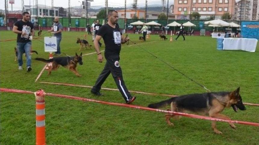 Alman &Ccedil;oban K&ouml;pekleri H&uuml;nerlerini Sergiledi