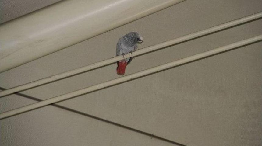 Havalimanında Papağan Yakalama Operasyonu