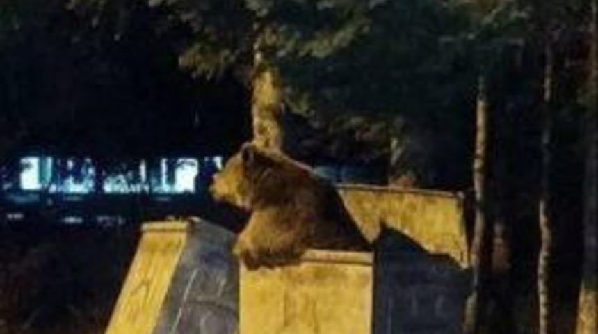 Uludağ&rsquo;da K&ouml;pekler Ayıyı B&ouml;yle Kovaladı