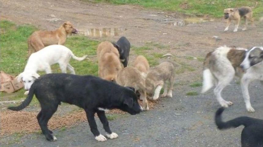 Sokak K&ouml;peğinin Saldırısına Uğrayan Kadın Vatandaşları Uyardı