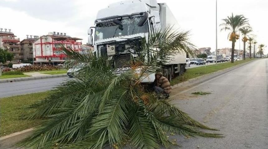 Narenciye Y&uuml;kl&uuml; Tır&rsquo;ı Ref&uuml;jeki Palmiye Durdurdu