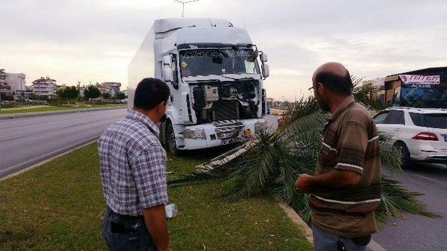 Narenciye Yüklü Tır’ı Refüjeki Palmiye Durdurdu