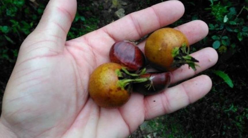 Uludağ&rsquo;da Kestane Bereketi