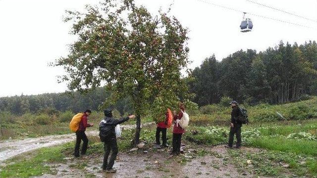 Uludağ’da Kestane Bereketi