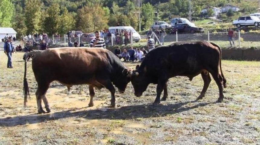 Kışa Girmeden Boğalar Kampa Girdi