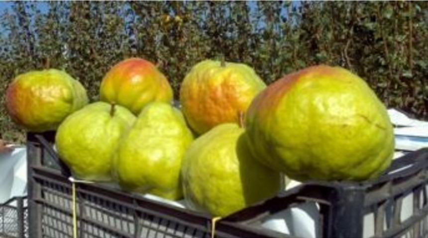 Lapseki&rsquo;de Deveci Armut Yetiştiriciliği
