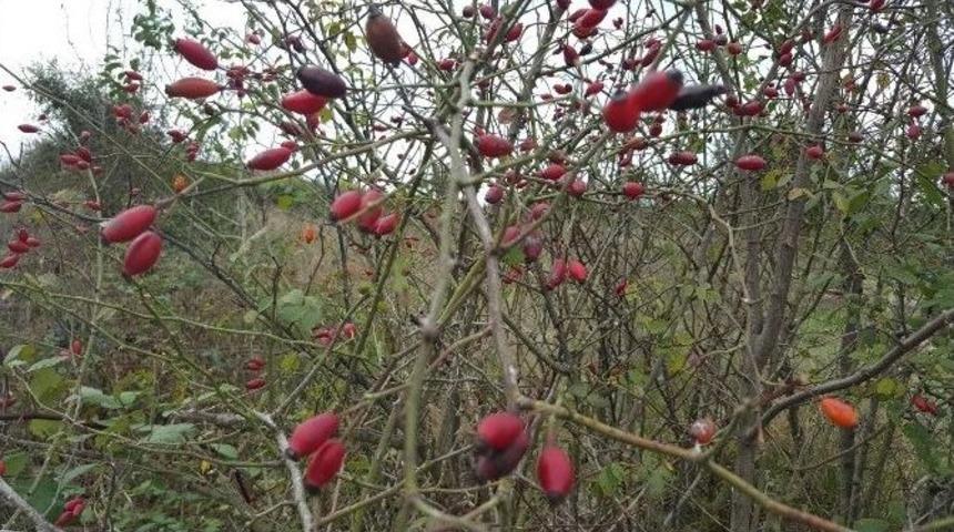 Kadınların Yeni G&ouml;zdesi Kuşburnu