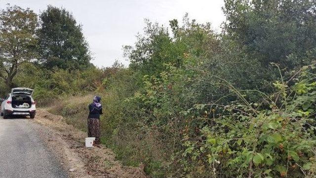 Kadınların Yeni Gözdesi Kuşburnu