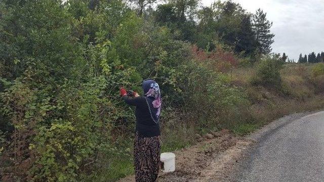 Kadınların Yeni Gözdesi Kuşburnu