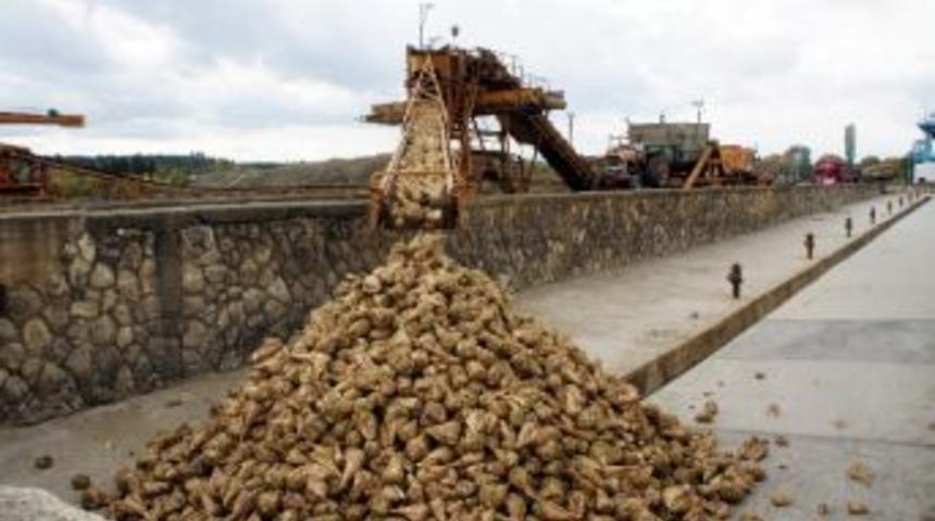 Kastamonu&rsquo;da Pancar Alım Kampanyası Başladı