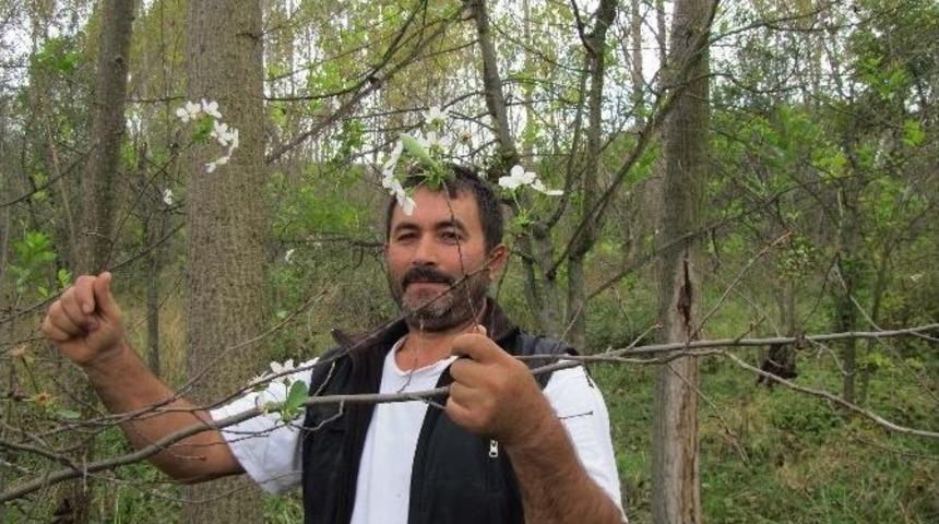 Sonbaharda &Ccedil;i&ccedil;ek A&ccedil;an Kiraz Ve Vişne Şaşırttı