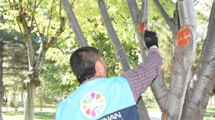 &Ccedil;olakbayrakdar, "ağa&ccedil;lara Kış Bakımı Yapıyoruz"